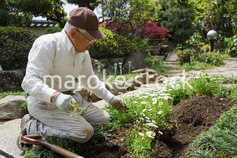 ガーデニングをする高齢男性