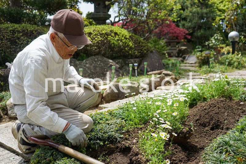 ガーデニングをする高齢男性