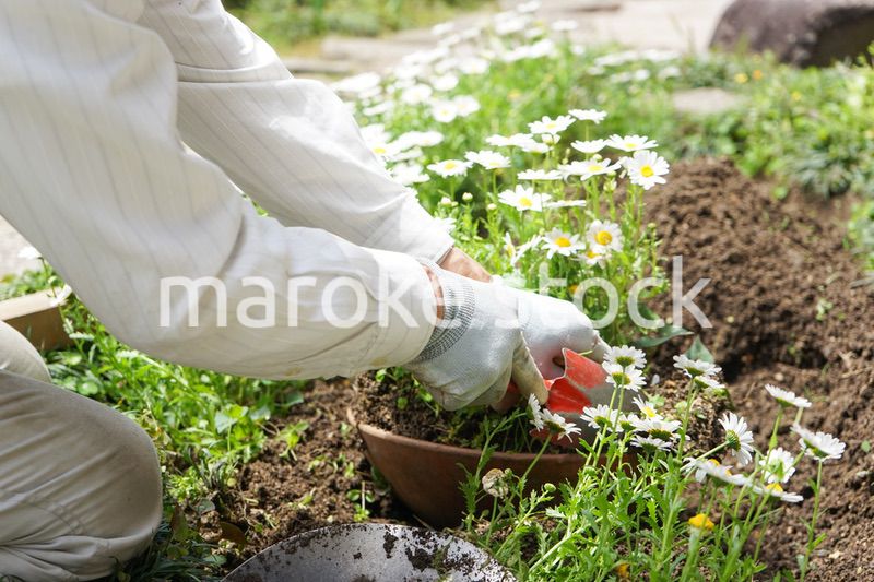 ガーデニングをする高齢男性