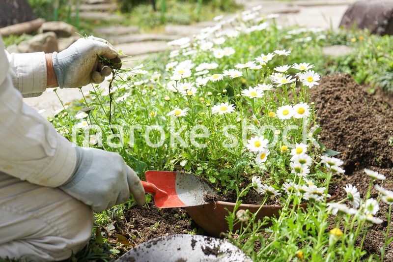 ガーデニングをする高齢男性