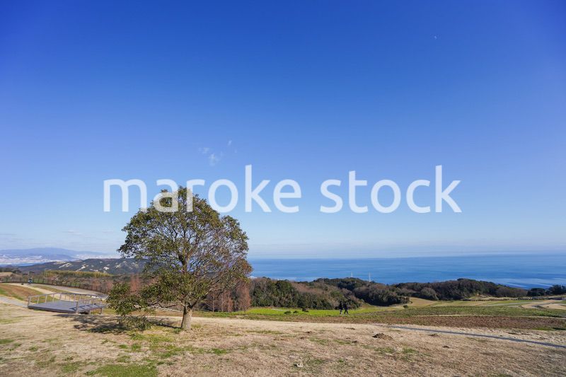 一面に広がる菜の花畑