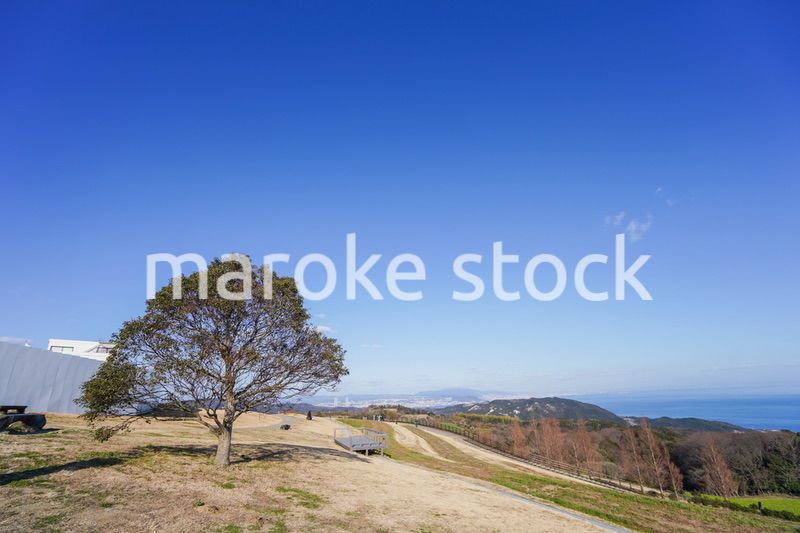 一面に広がる菜の花畑