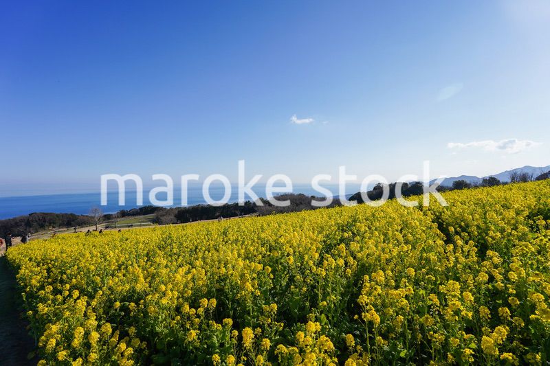 一面に広がる菜の花畑