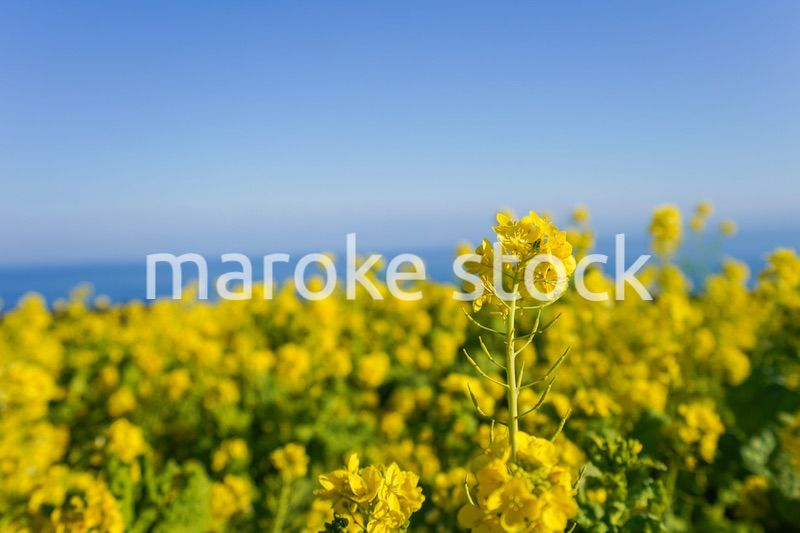 一面に広がる菜の花畑