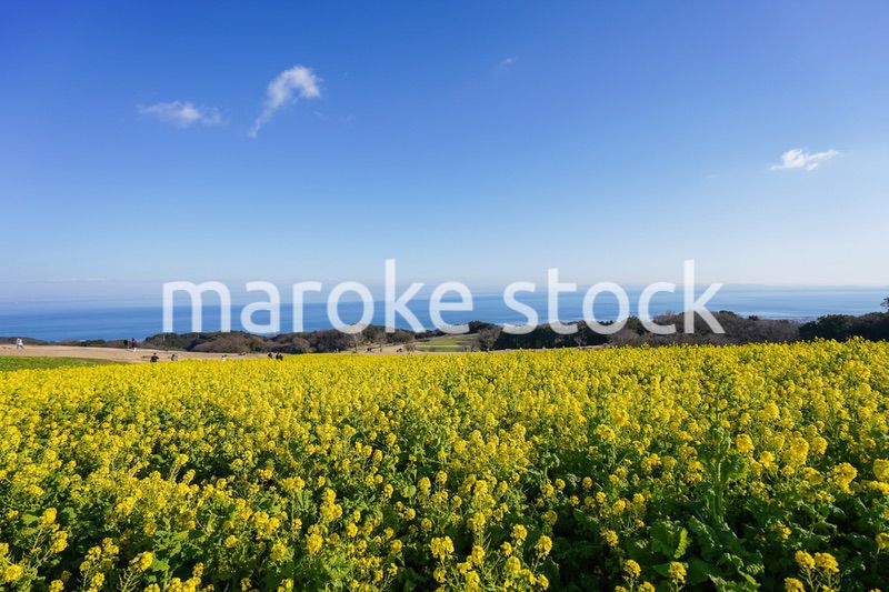 一面に広がる菜の花畑