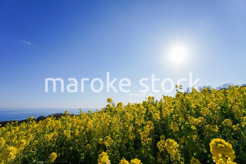 一面に広がる菜の花畑
