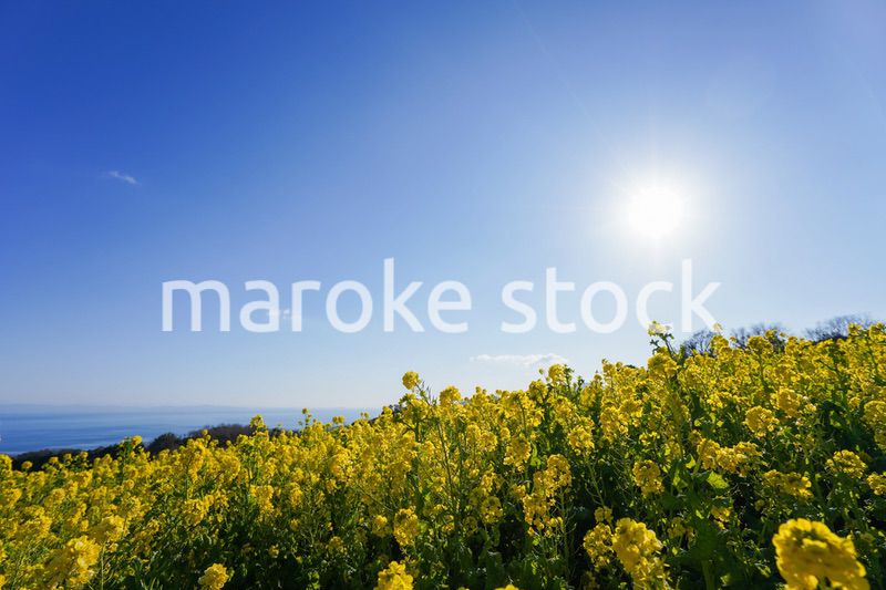 一面に広がる菜の花畑