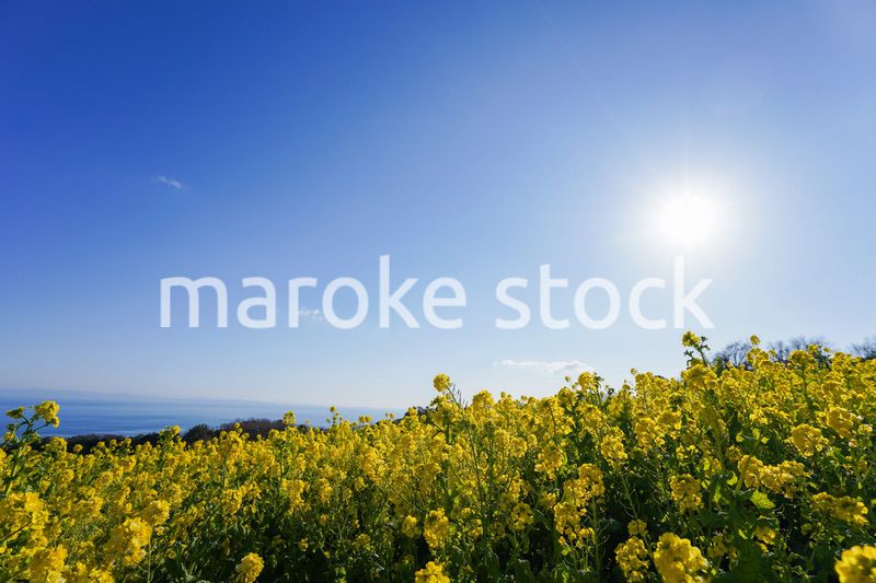 一面に広がる菜の花畑