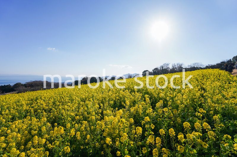 一面に広がる菜の花畑