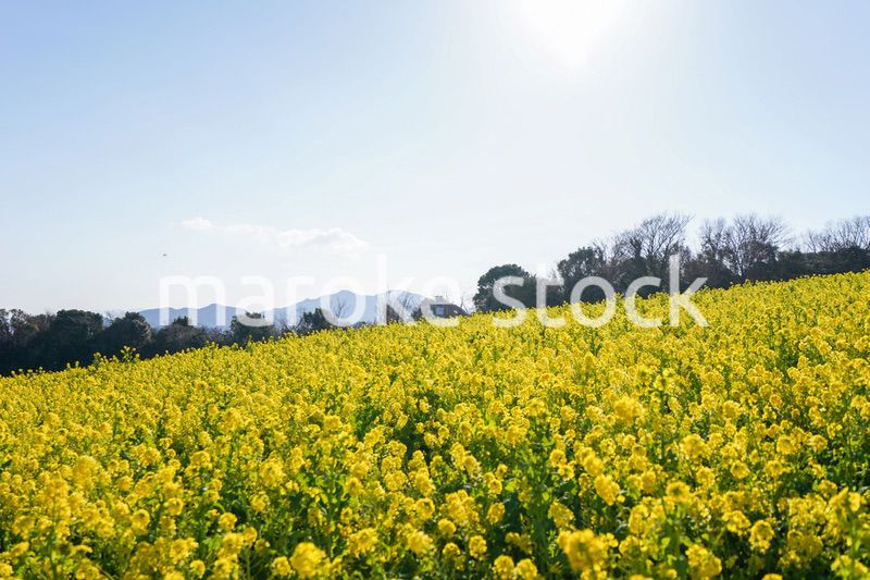 一面に広がる菜の花畑