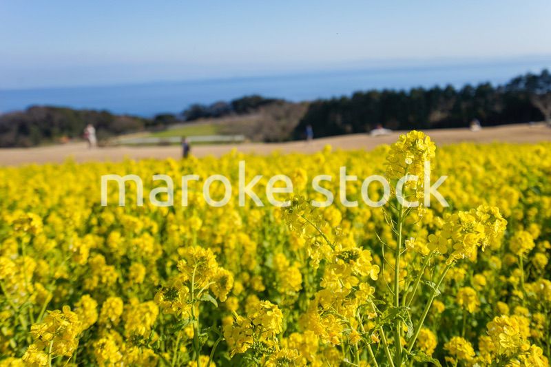 一面に広がる菜の花畑