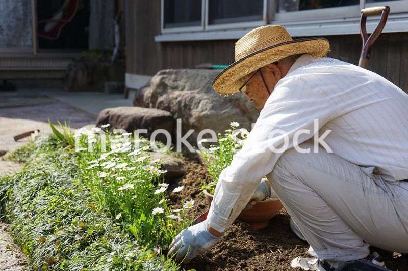 ガーデニングをする高齢男性