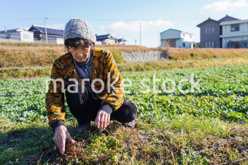 草抜きをする高齢の女性