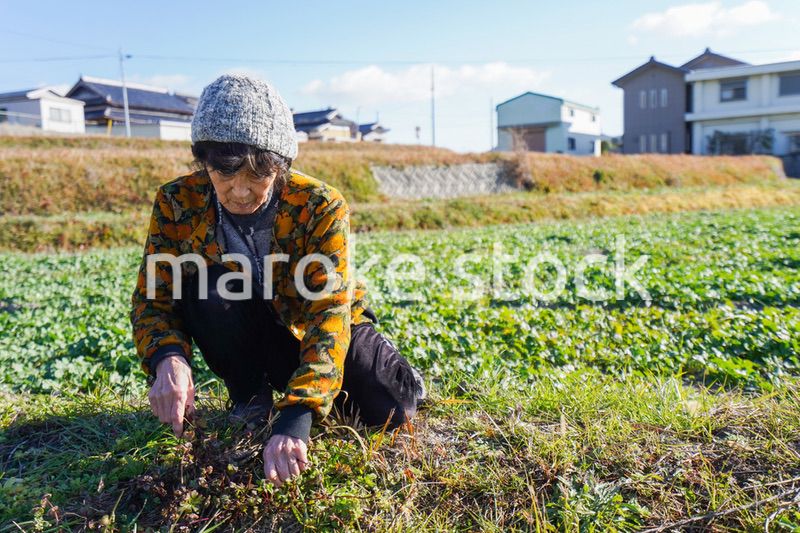 草抜きをする高齢の女性