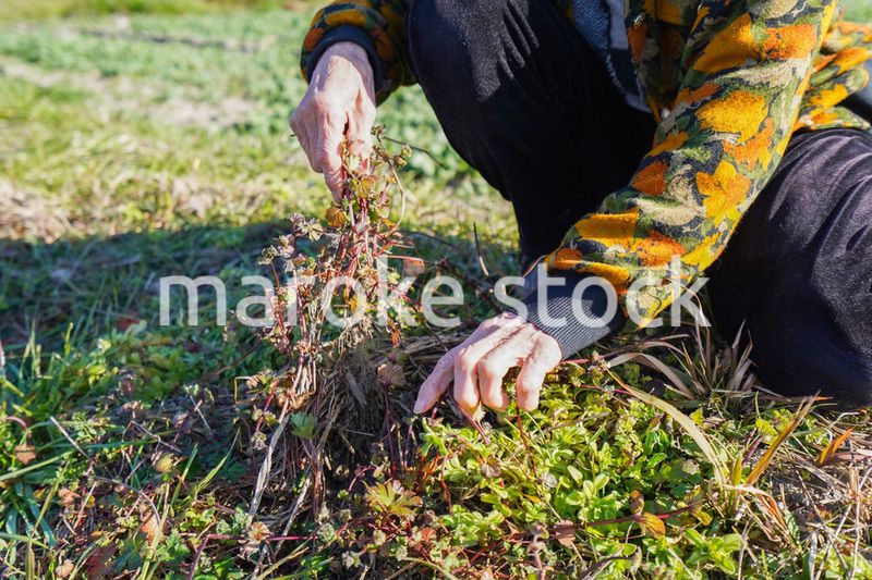 草抜きをする高齢の女性