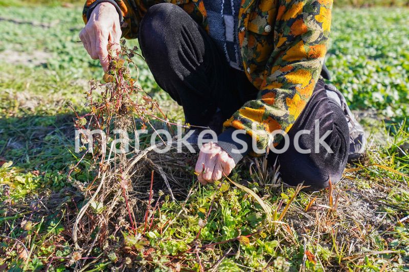 草抜きをする高齢の女性