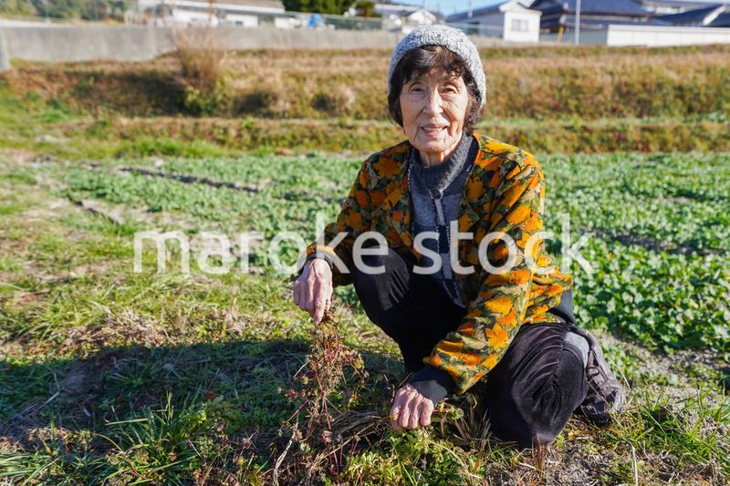草抜きをする高齢の女性