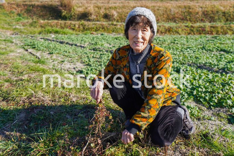 草抜きをする高齢の女性