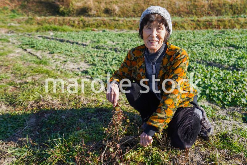 草抜きをする高齢の女性