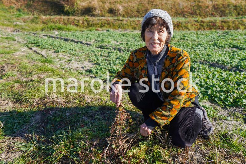 草抜きをする高齢の女性