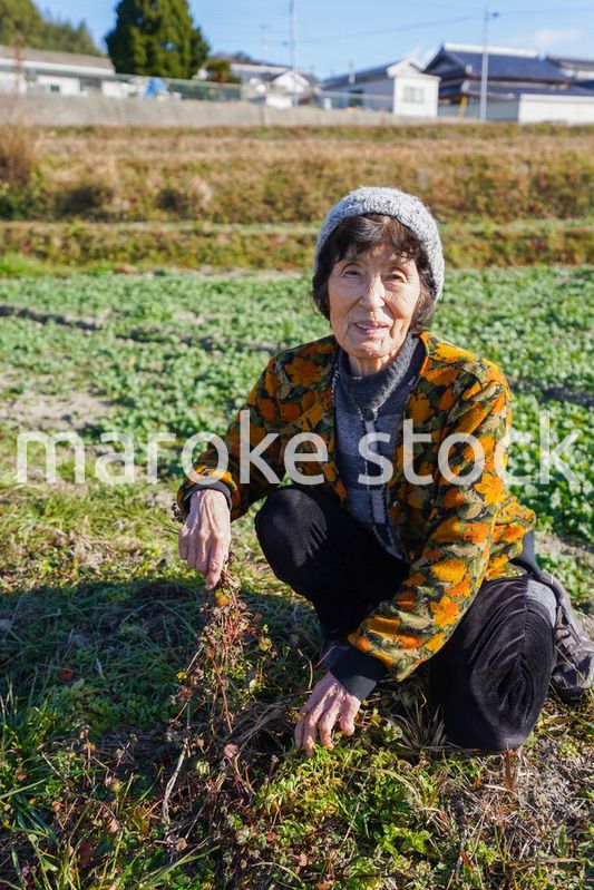 草抜きをする高齢の女性