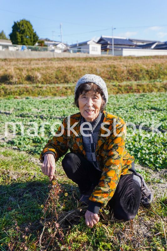 草抜きをする高齢の女性
