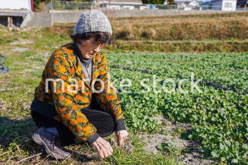 草抜きをする高齢の女性