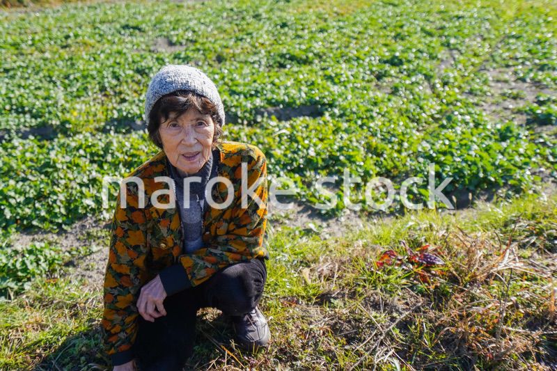 草抜きをする高齢の女性