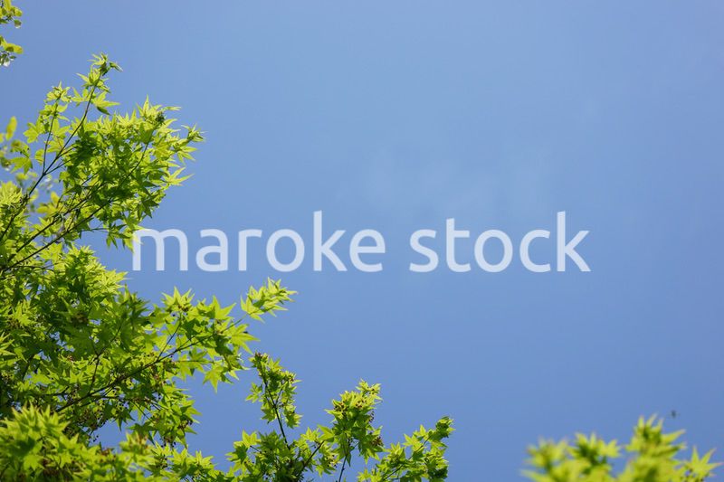 新緑・空