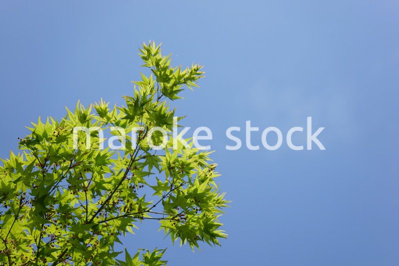 新緑・空
