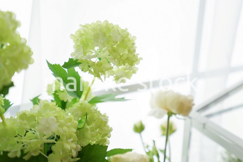 室内観葉植物イメージ