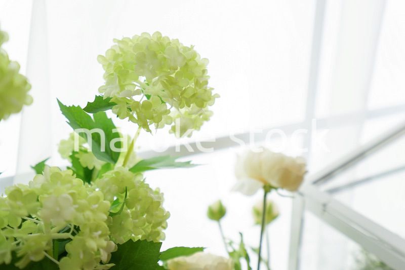 室内観葉植物イメージ