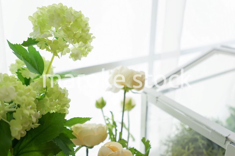 室内観葉植物イメージ