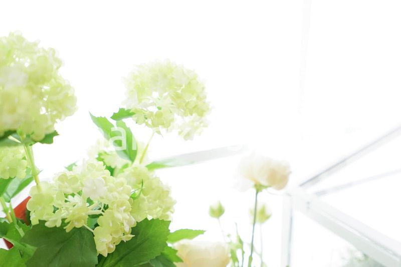 室内観葉植物イメージ