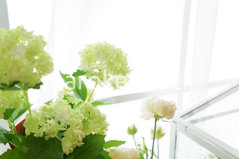 室内観葉植物イメージ