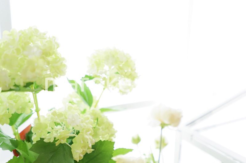 室内観葉植物イメージ