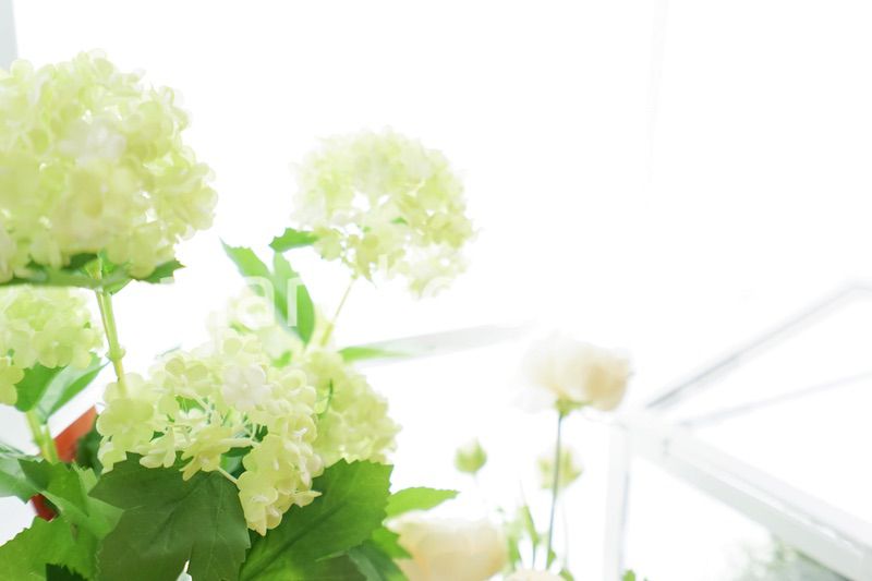 室内観葉植物イメージ