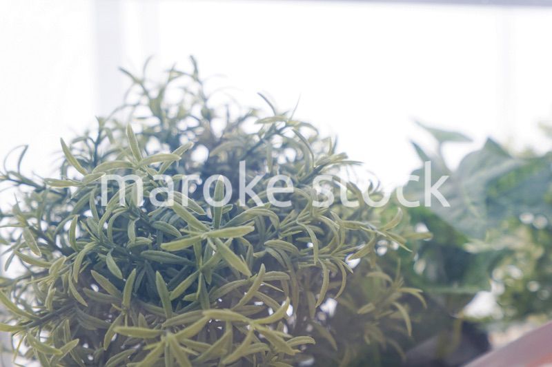 室内観葉植物イメージ