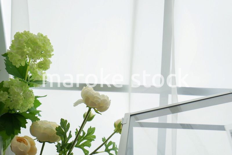 室内観葉植物イメージ