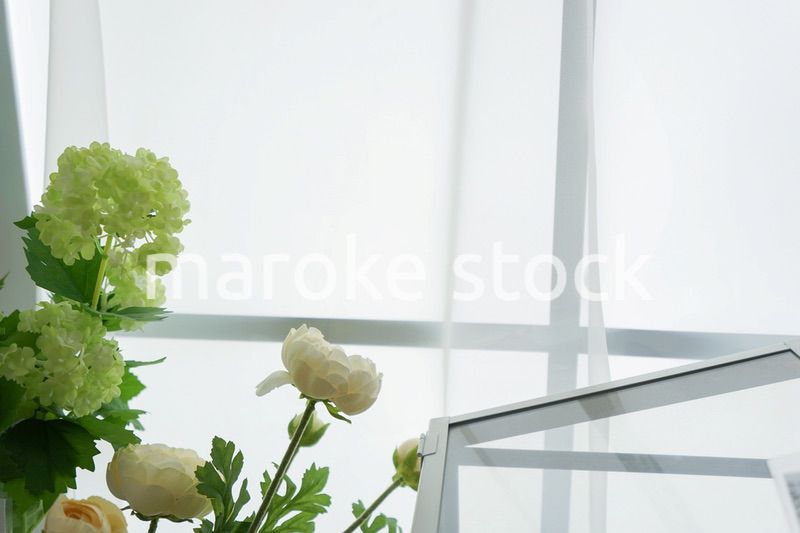 室内観葉植物イメージ