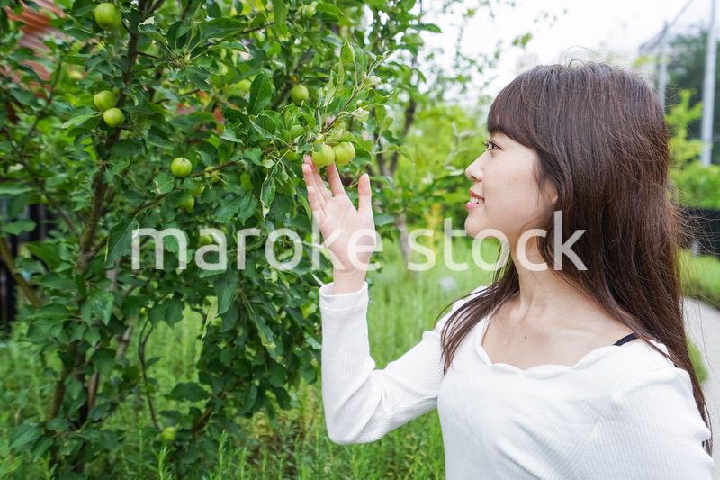 果物狩り・収穫