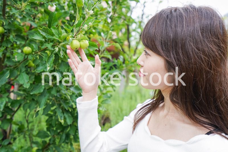 果物狩り・収穫