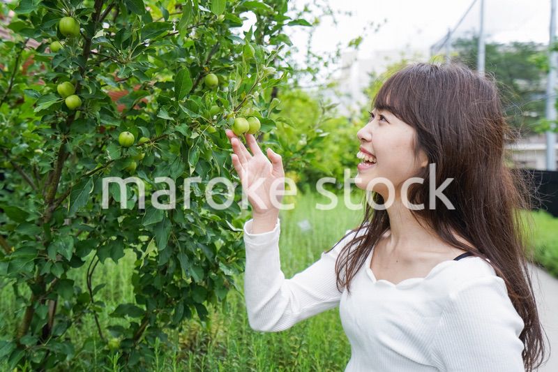 果物狩り・収穫