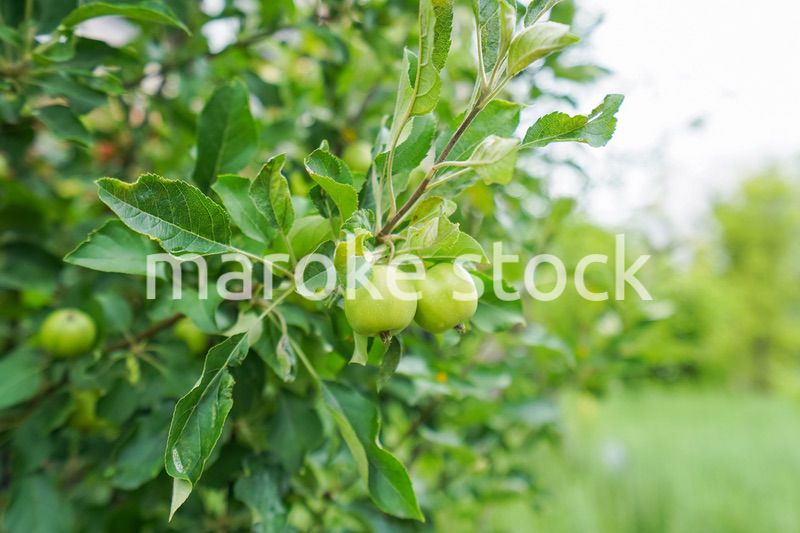 果物狩り・収穫