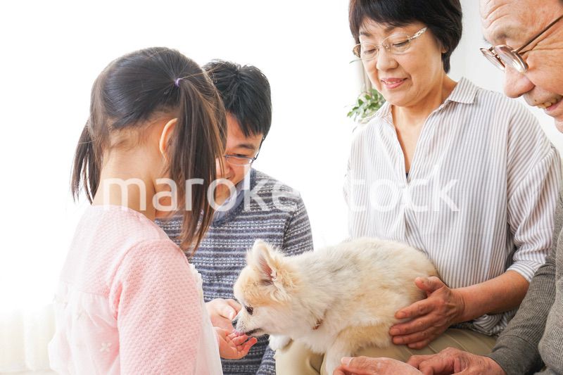犬の世話をする3世代家族