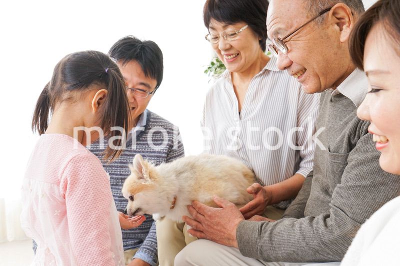 犬の世話をする3世代家族