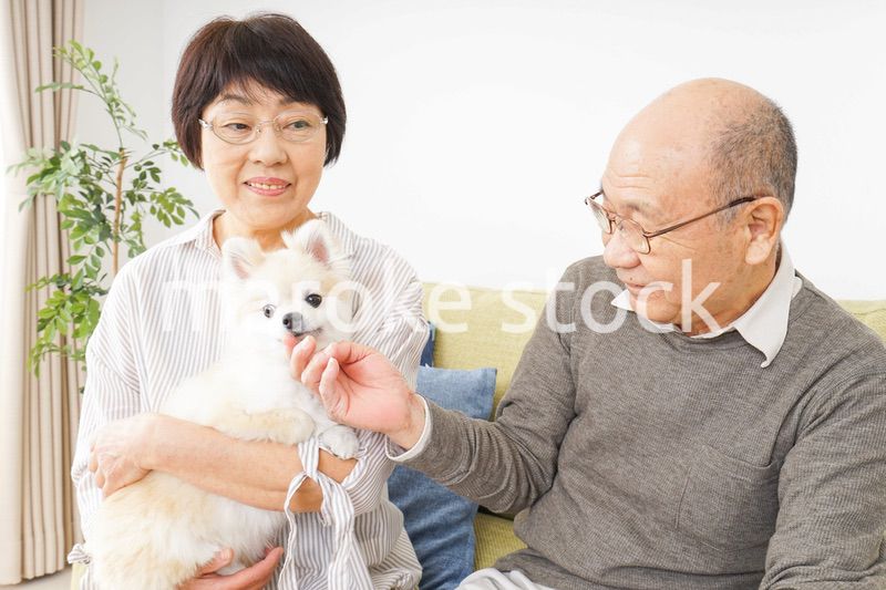 犬を飼うシニア夫婦