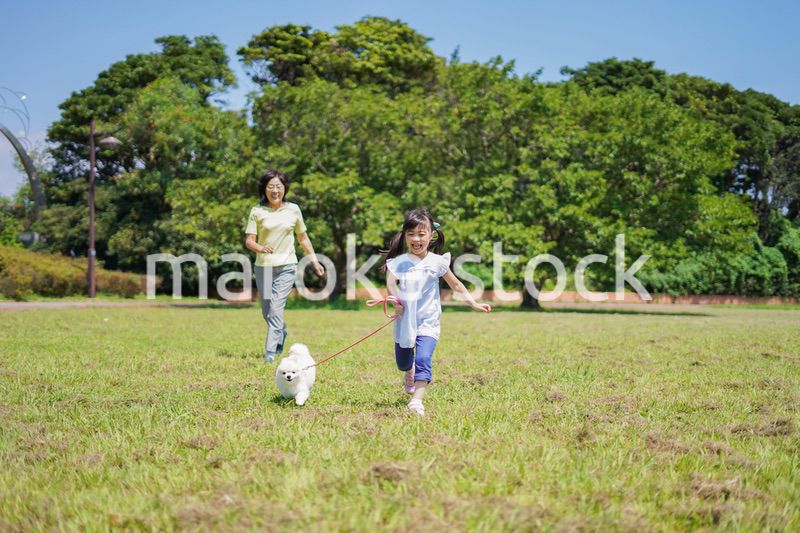 おばあちゃんと犬の散歩をする小さな女の子