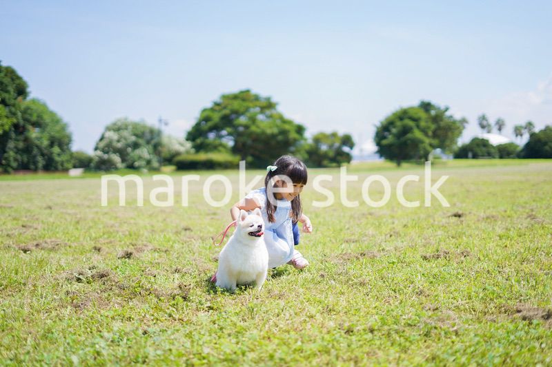 犬を散歩する小さな女の子