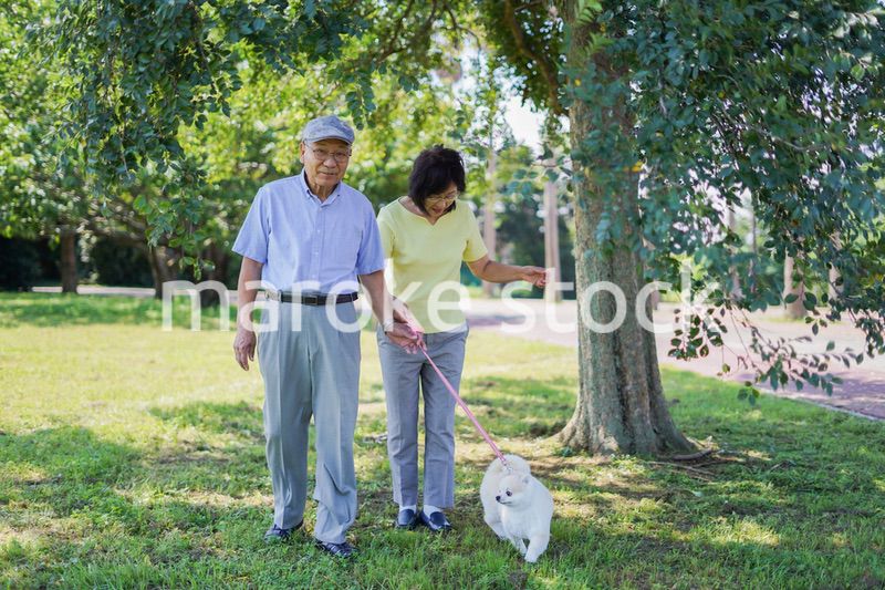 夫婦で犬の散歩をする元気なシニア